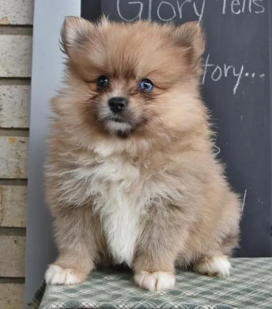 2 Pomeranian Puppies For sale