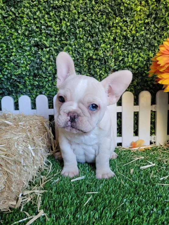French Bulldog Puppy Ready