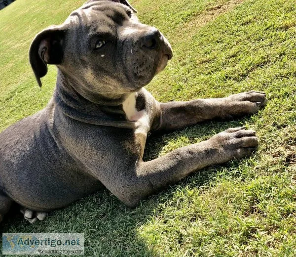 Bully male pup