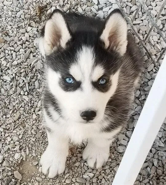Siberian Husky Puppies Sale