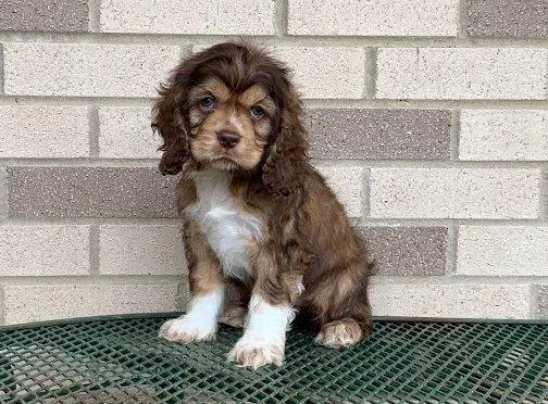 Cocker Spaniel Puppies for Adoption