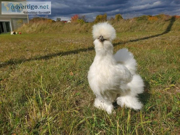 EXTRAordinary Exotics Mobile Petting Zoo