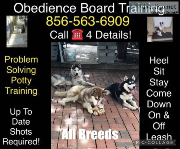 An obedience board program