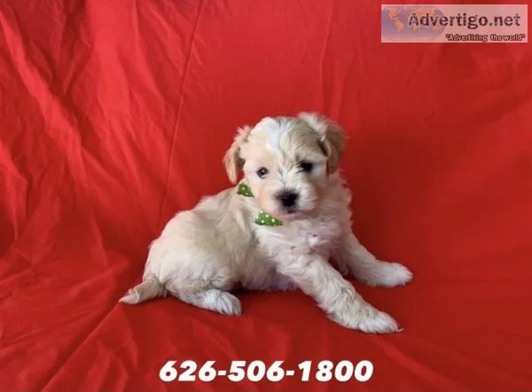 Maltipoo Puppies