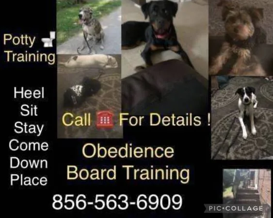 Dog handler for hire all breeds