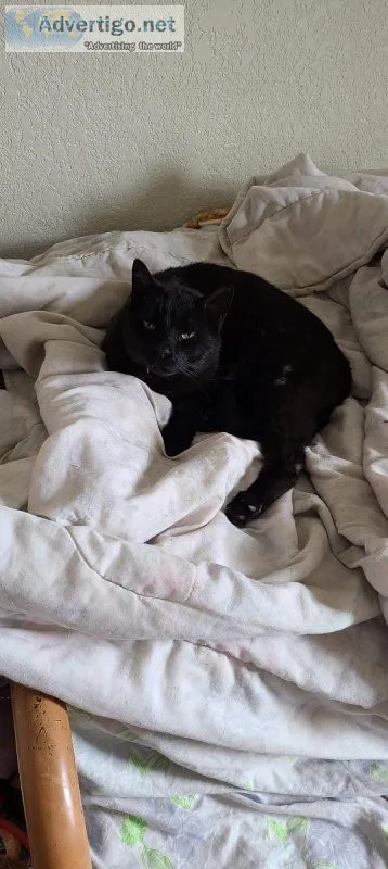 Beautiful cats to rehome