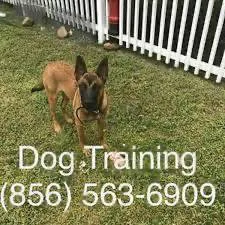 Go potty outside obedience control