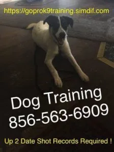 Affordable k9 off leash and