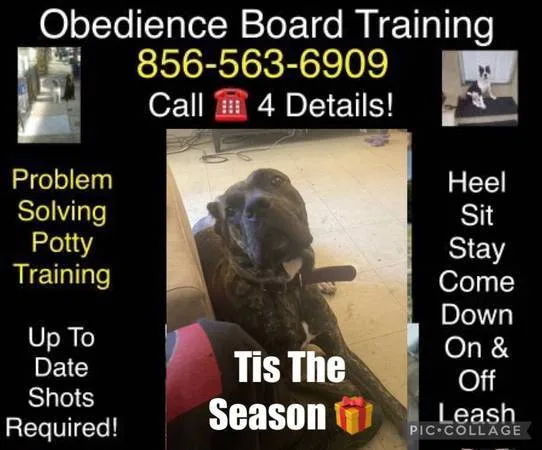Affordable k9 off leash and