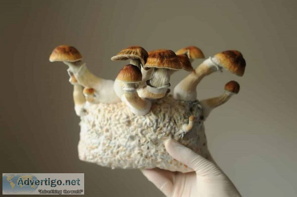Buy african aphrodisiac online