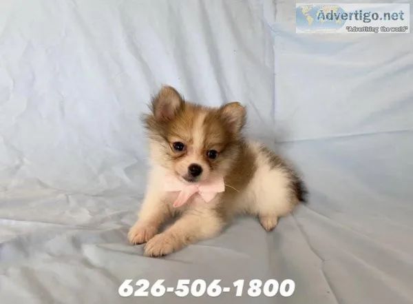 Pomeranian Puppies