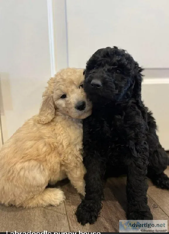 labor doodle puppies