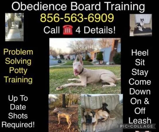 Go potty outside obedience control