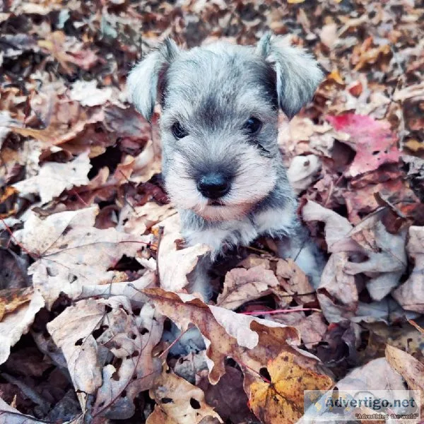 Miniature Schnauzer Puppies