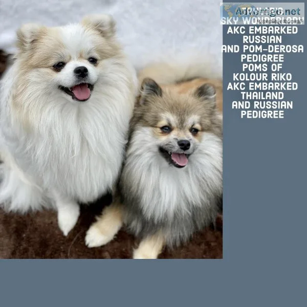 Pomeranian puppies Due Jan 2023