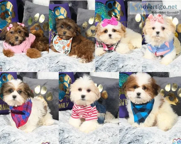 Shichon Puppies