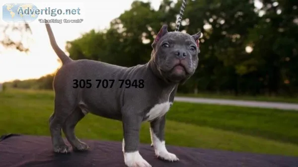 American pit bull terrier puppy from reputable breeders near you