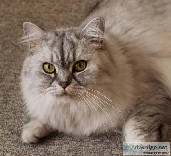 Online Persian Cat Price in Noida