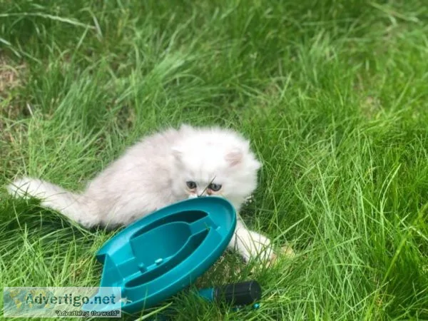 Blue Eye Doll FLAT Face mini Persians Kittens.