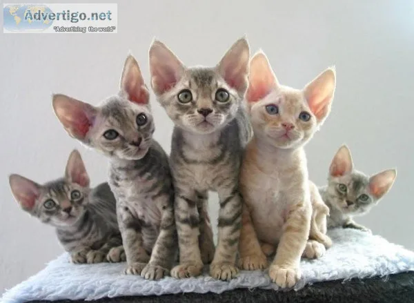 RGTHWQ TJTY Devon Rex kittens