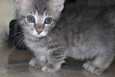 RTHTRE YJYTRU Munchkin kittens