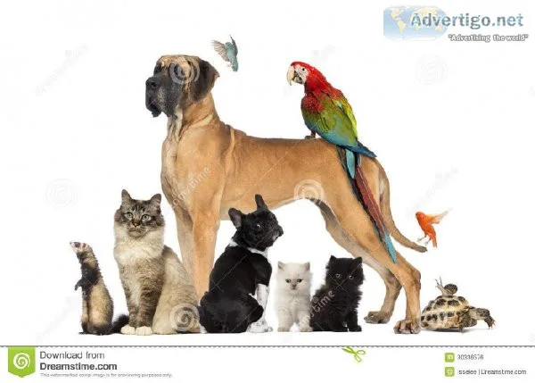 how to train your pets