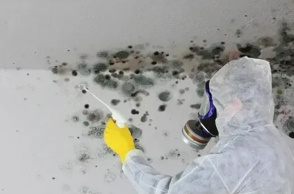 Attic Mold Removal Toronto