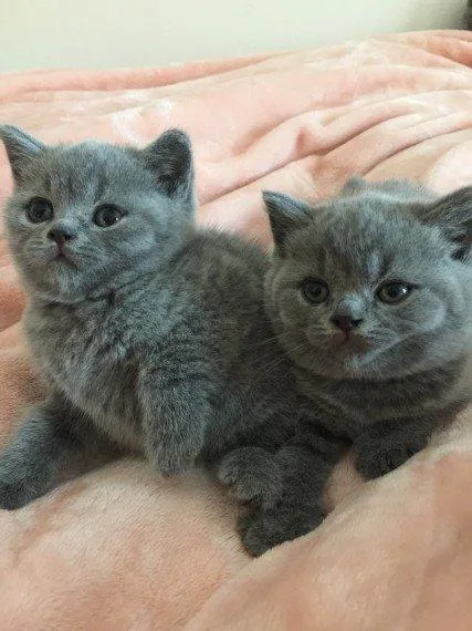 Beautiful Pedigree Blue British Shorthair Kittens.