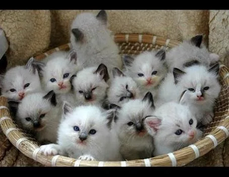 FGBGD JHKUT Rag-doll kittens