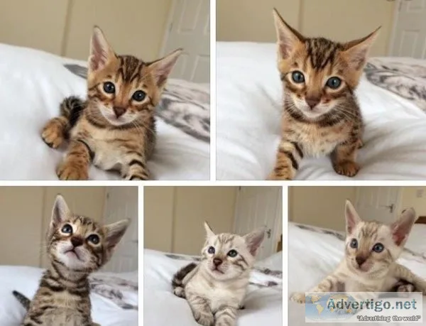 FHDFJ SDFDSN Bengal kittens