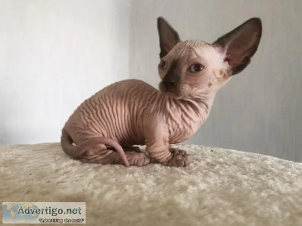 Sphynx Kittens. Champions Bloodlines