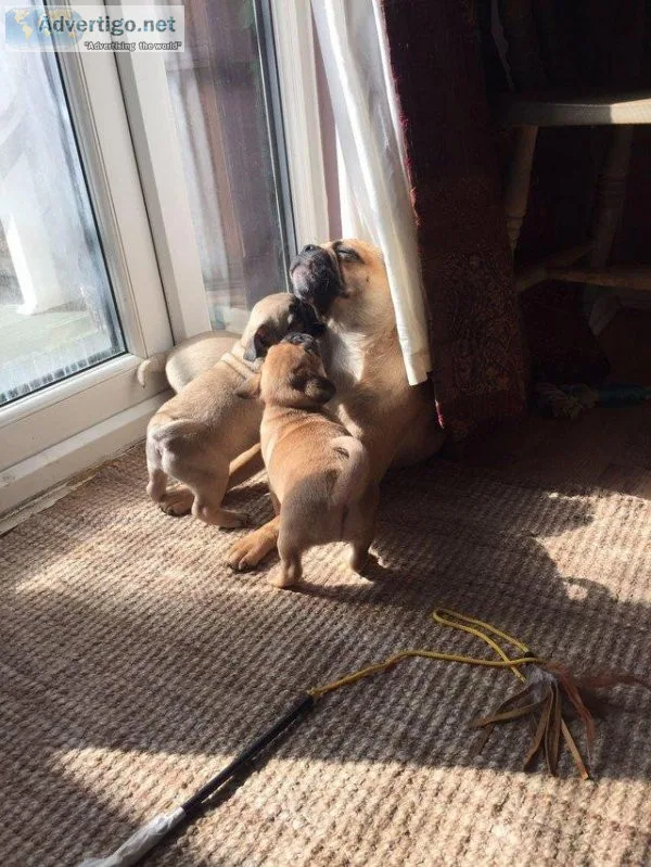 Full Blooded Pugs 9 weeks