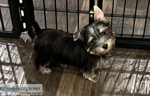 Yorkie