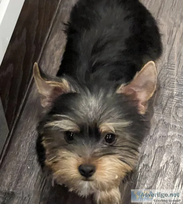 Yorkie