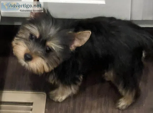 Yorkie
