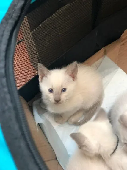 Super Cute Siamese Babies.