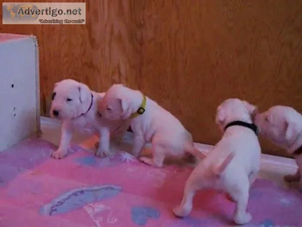 RREYW GYJYTRK Dogo Argentino puppies