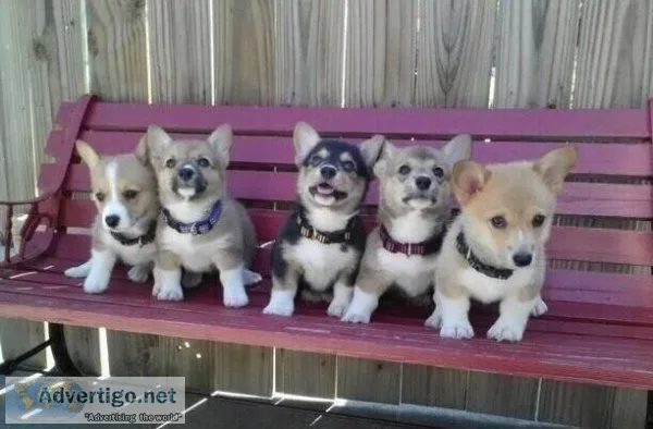 HGMHGF JKUIU Pembroke Welsh Corgi puppies