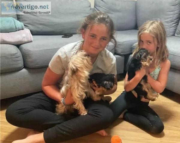 Healthy AKC Yorkie male or female Ready