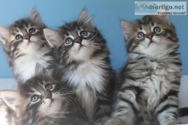 DFGRRRF HGJG Siberian kittens