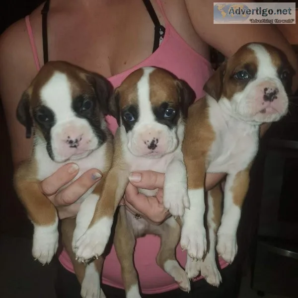 Boxer puppies