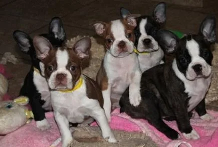 FYJTYW JHKJH Boston Terrier puppies