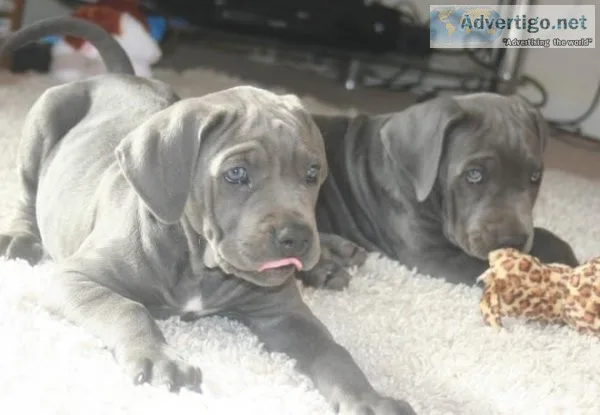 GREWGW GJHDE Cane Corso puppies