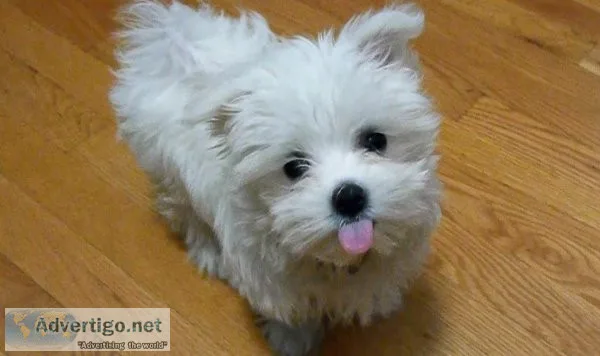 FGHRE KUYKH Maltese puppies