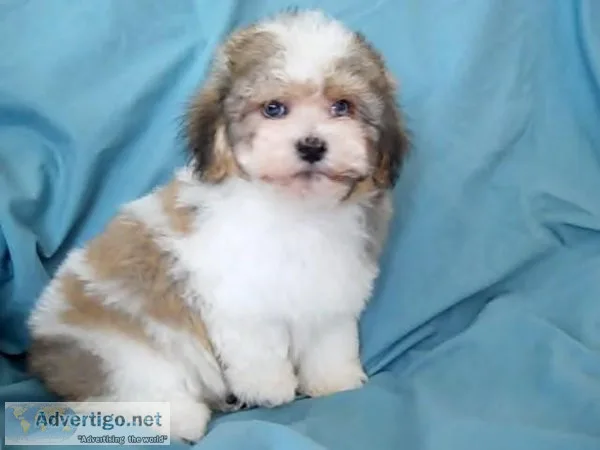 FHJTRJ HGKYUT Havanese puppies