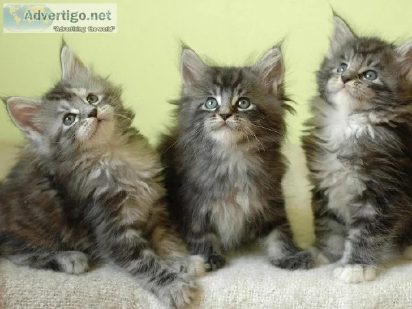 TJUTRQ HKJY Maine coon kittens