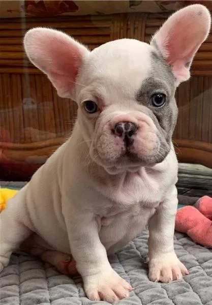 French bulldog for sale