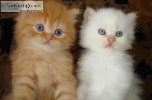 TYJYTE HGJKHG Persian kittens