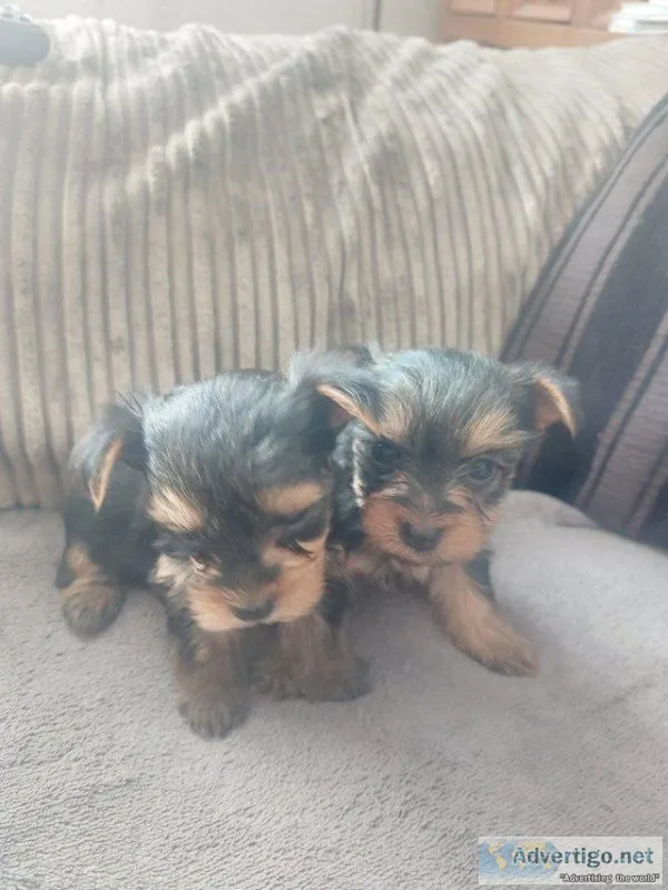 Rehoming Yorkie Puppies