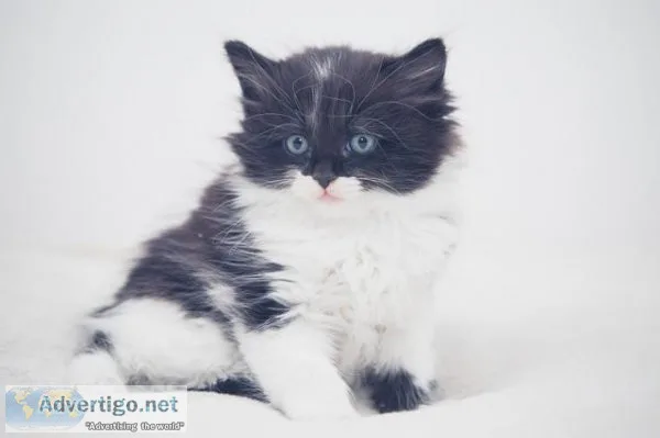 Stunning Turkish Angora kittens.
